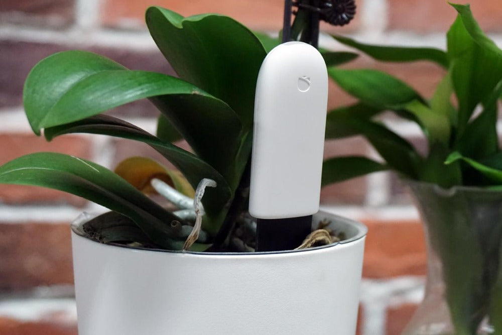 Mi Flora Sensor & App Subscription